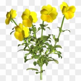Pansy Yellow Png, Transparent Png - pansy png