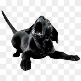 Dog Catches Something, HD Png Download - dog barking png