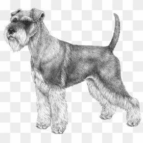 Norwegian Elkhound Outline, HD Png Download - schnauzer png