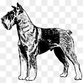Great Dane Dog Vector Draw, HD Png Download - schnauzer png