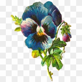 Blue Flower Scrap Png, Transparent Png - pansy png