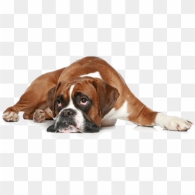 Boxer Dog Get Well, HD Png Download - schnauzer png