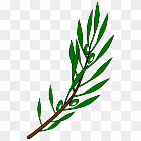 Olive Branch Drawing, HD Png Download - olive branches png