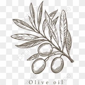 Olive Home Vector, HD Png Download - olive branches png