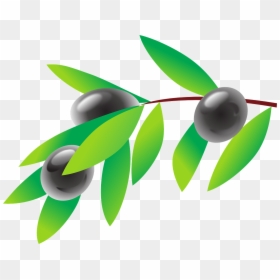 Olive Branches Png, Transparent Png - olive branches png