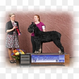 Schnauzer Png, Transparent Png - schnauzer png