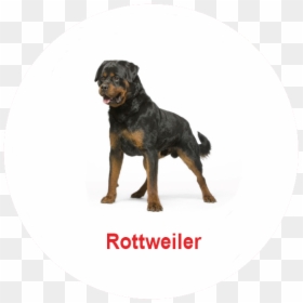 Schnauzer Png, Transparent Png - schnauzer png