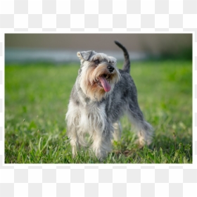 Schnauzer Png, Transparent Png - schnauzer png