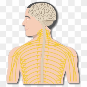 Nervous System Diagram Unlabeled, HD Png Download - nerves png