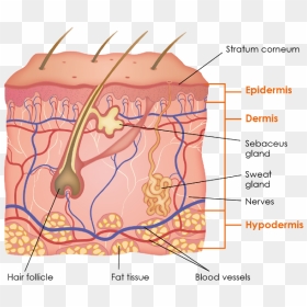 Physiology Griffin Row Epidermis - Structure Of The Skin, HD Png Download - nerves png