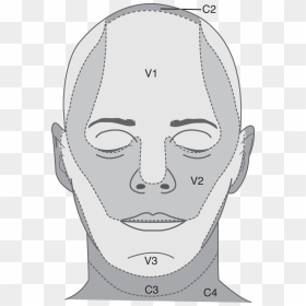 Sketch, HD Png Download - nerves png