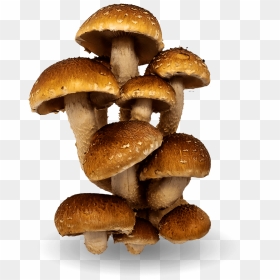 Penny Bun, HD Png Download - shrooms png