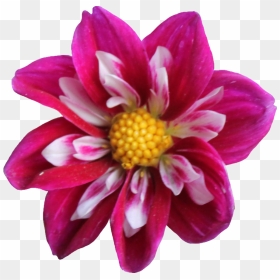 Dahlia Png Clipart - 15 Flowers Clipart, Transparent Png - dahlia png