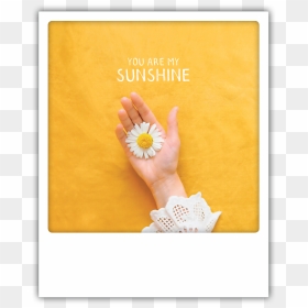 Creative Arts, HD Png Download - you are my sunshine png