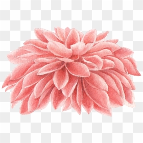 White Chrysanthemum Flower Branch Watercolor, HD Png Download - dahlia png