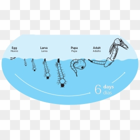 Ciclo De Vida Del Mosquito Tigre - Reproduccion Del Mosquito, HD Png Download - ice cicles png