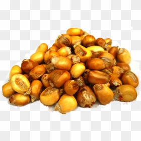 #maiz - Hazelnut, HD Png Download - maiz png