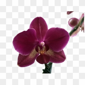 Thumb Image - Orquideas En Png, Transparent Png - orquideas png