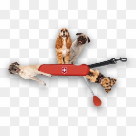 Swiss Army Knife, HD Png Download - swiss army knife png