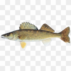 Drawing Rainbow Trout, HD Png Download - striper png