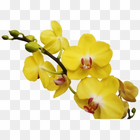 Posterior A Esto Continúa Cuidando Tu Orquídea Como - Orquideas Png, Transparent Png - orquideas png
