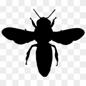 European Dark Bee Portable Network Graphics Vector - Vector Bumble Bee Silhouette, HD Png Download - bee silhouette png