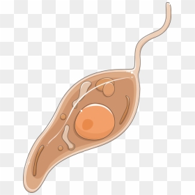 Leishmania Promastigote - Promastigote Leishmania Png, Transparent Png - spoon vector png