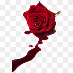 Rose With Blood, HD Png Download - bloody rose png