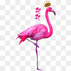 Flamingo Flamenco Animals Ftestickers Stickers Flamingo - Transparent Flamingo, HD Png Download - flamenco png