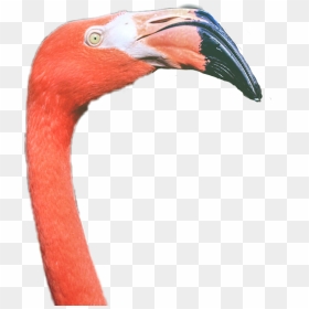 Transparent Flamenco Png - Greater Flamingo, Png Download - flamenco png