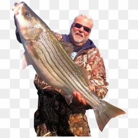 Lake Texoma Striper Fishing Guides - Striper Bass, HD Png Download - striper png