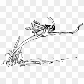 Grasshopper On Blade Of Grass Svg Clip Arts - Grasshopper Drawing On A Grass, HD Png Download - grass blade png
