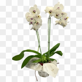 Transparent Orquidea Png - Moth Orchid, Png Download - orquideas png