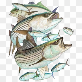 Striper Png, Transparent Png - striper png