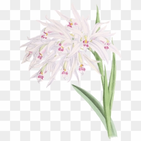 Orqu铆deas Dibujo - Orchids, HD Png Download - orquideas png