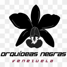 Orquídeas Negras Rugby Foundation - Christmas Orchid, HD Png Download - orquideas png