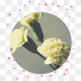 Flower Delivery Philippines Carnation Funeral Flowers - Garden Roses, HD Png Download - dead flower png