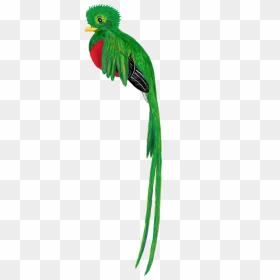 Easy Quetzal Bird Drawing, HD Png Download - nubes animadas png
