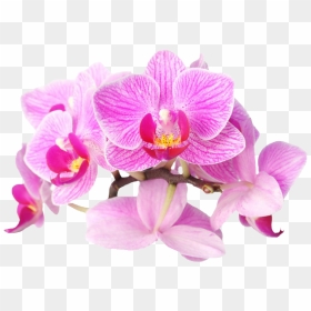 Orquideas Png, Transparent Png - orquideas png