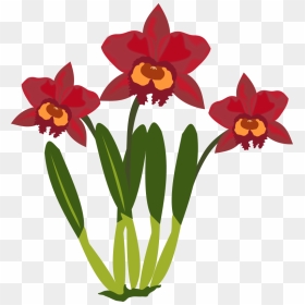 Cattleya - Cattleya Orchid Clip Art, HD Png Download - orquideas png