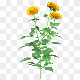 Graphics , Png Download - Safflower Drawing Png, Transparent Png - dahlia png