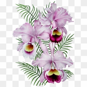 #orquideas #flowers #freetoedit - Dessin De Fleur En Couleur A Imprimer, HD Png Download - orquideas png