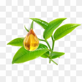 Tea Tree Oil Leaf, HD Png Download - tea tree png