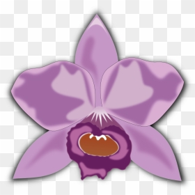 Cattleya - Cattleya Png, Transparent Png - orquideas png