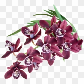 Plantas Exoticas Png, Transparent Png - orquideas png