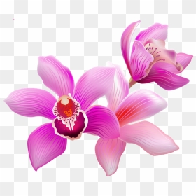 Orchids Of The Philippines, HD Png Download - orquideas png