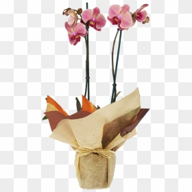 Orchids, HD Png Download - orquideas png