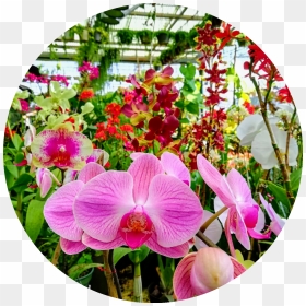 Como Cuidar De Orquídeas - Moth Orchid, HD Png Download - orquideas png