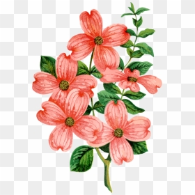 Transparent Floral Design Christmas Flower Bouquet - Flowering Dogwood, HD Png Download - christmas flowers png