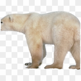 Polar Bear Png Transparent Images - Polar Bear No Background, Png Download - bear.png